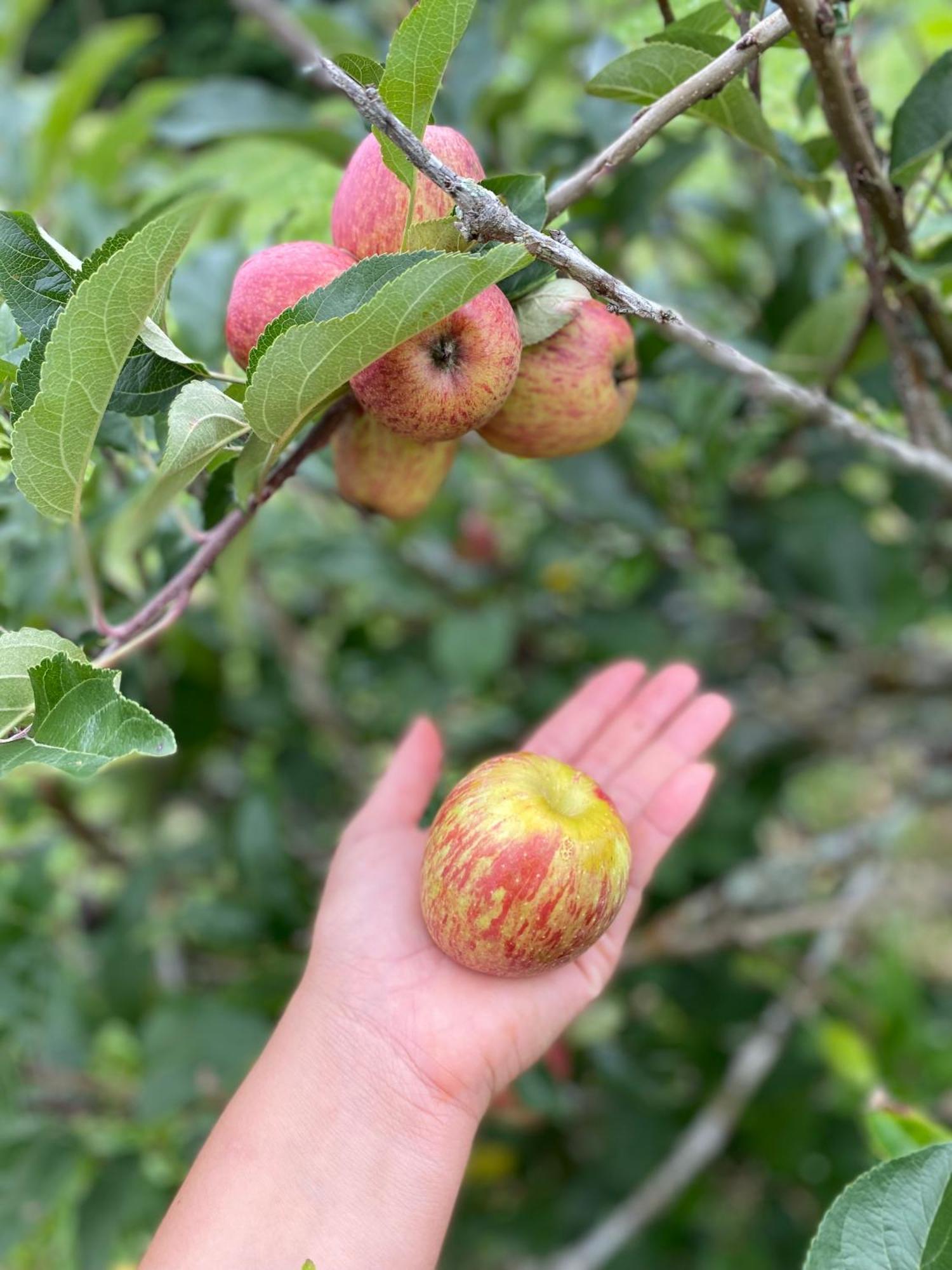 Chales Fazenda Floresta Das Araucarias Cunha Zewnętrze zdjęcie