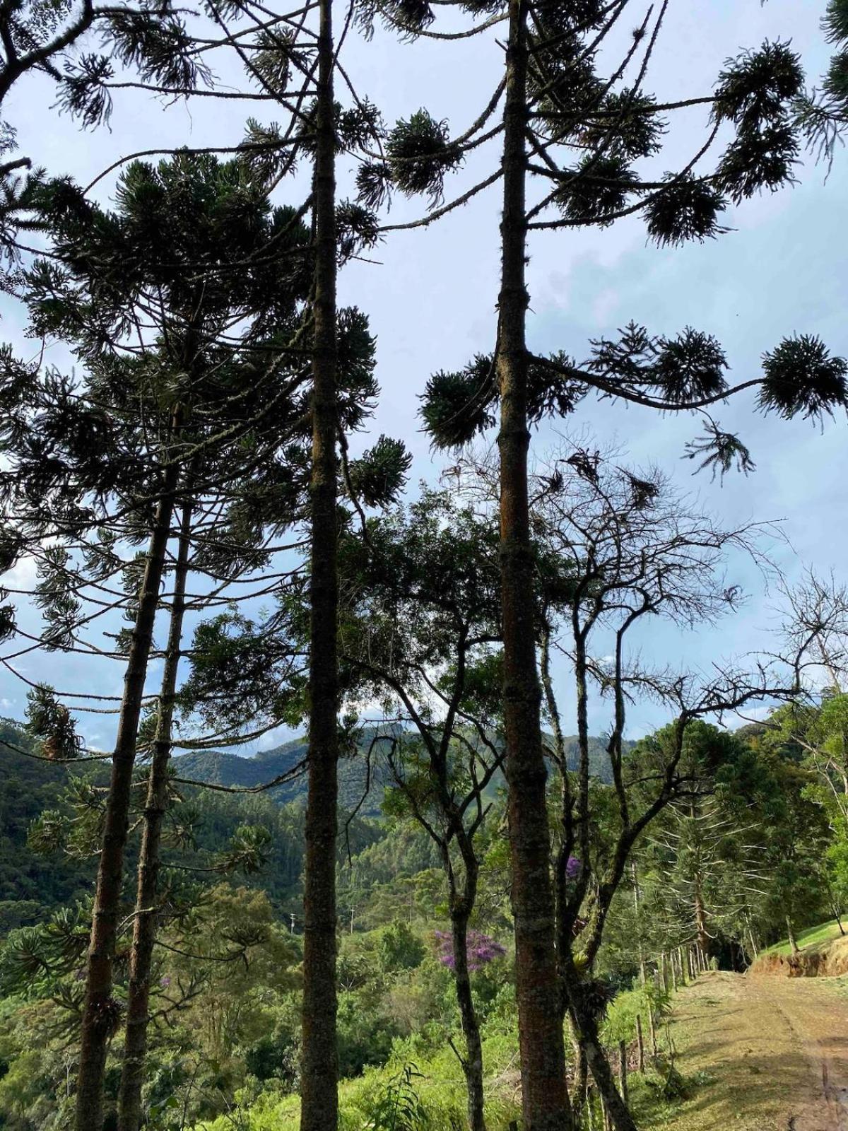 Chales Fazenda Floresta Das Araucarias Cunha Zewnętrze zdjęcie