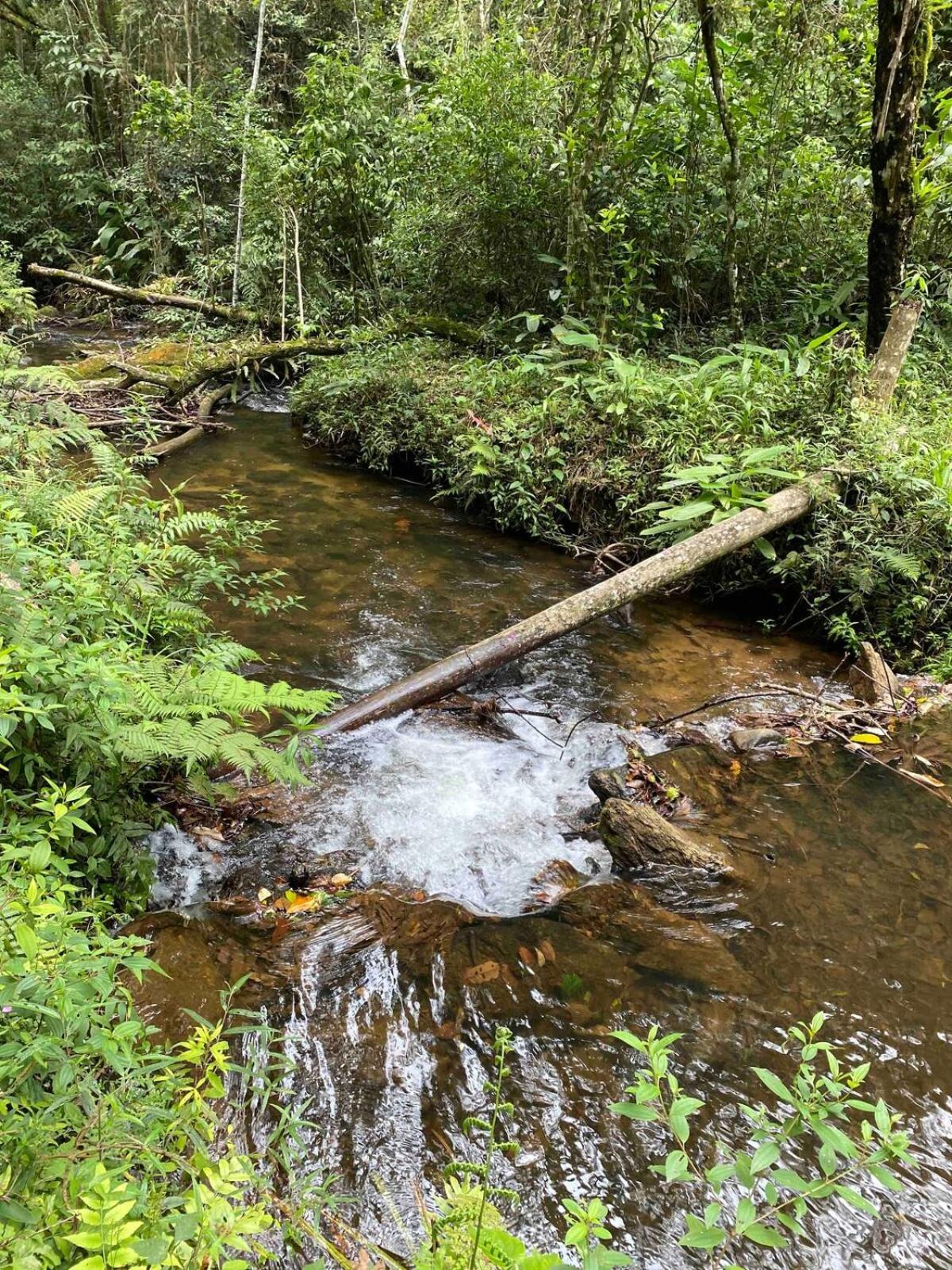 Chales Fazenda Floresta Das Araucarias Cunha Zewnętrze zdjęcie
